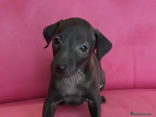 Pequeño Lebrel Italiano perros Pequeño lebrel Italiano Piccolo Macho - Anuncio 13