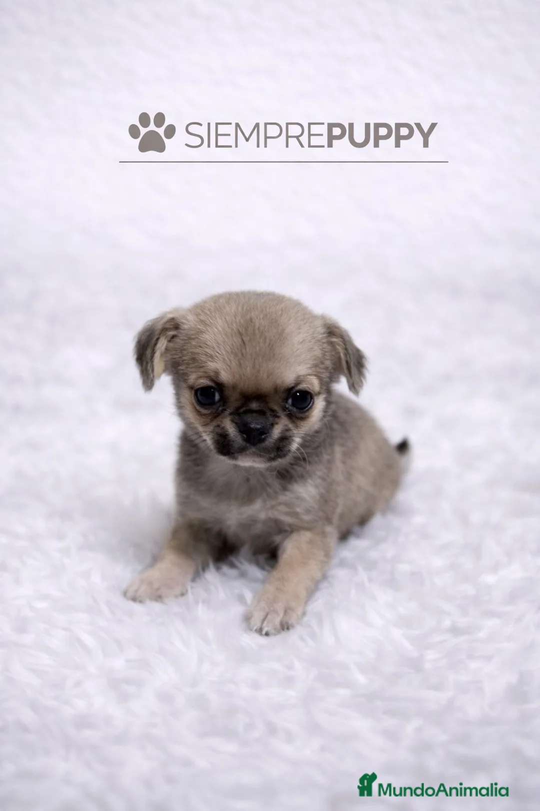 Chihuahua perros en venta: CHIHUAHUA MINI TOY COLOR ARENA - Anuncio 1