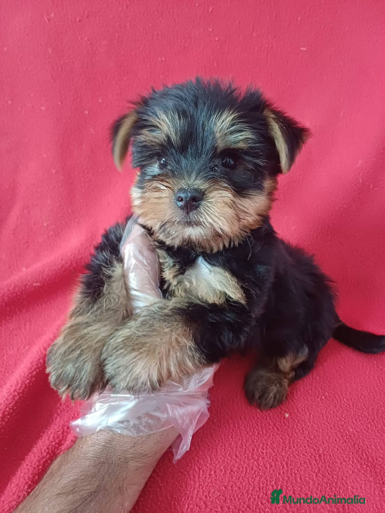 Yorkshire Terrier perros Yorkshire Terrier  - Anuncio 5