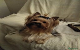 Yorkshire Terrier perros en venta: Yorkshire terrier toy - Imagen 4
