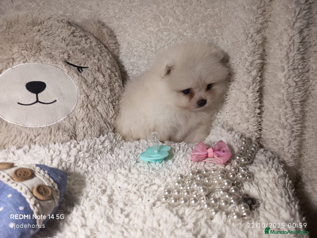 Pomerania perros en venta: ‼️POMERANIAS AMERICANOS TAMAÑO TOY  - Anuncio 4