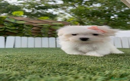 Bichón Maltés perros en venta: BICHON MALTES HEMBRA LISTA PARA ENTREGAR - Imagen 14