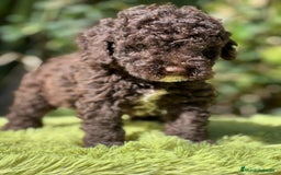 Perro de Agua Español perros en venta: Perro de Agua chocolate  - Imagen 3