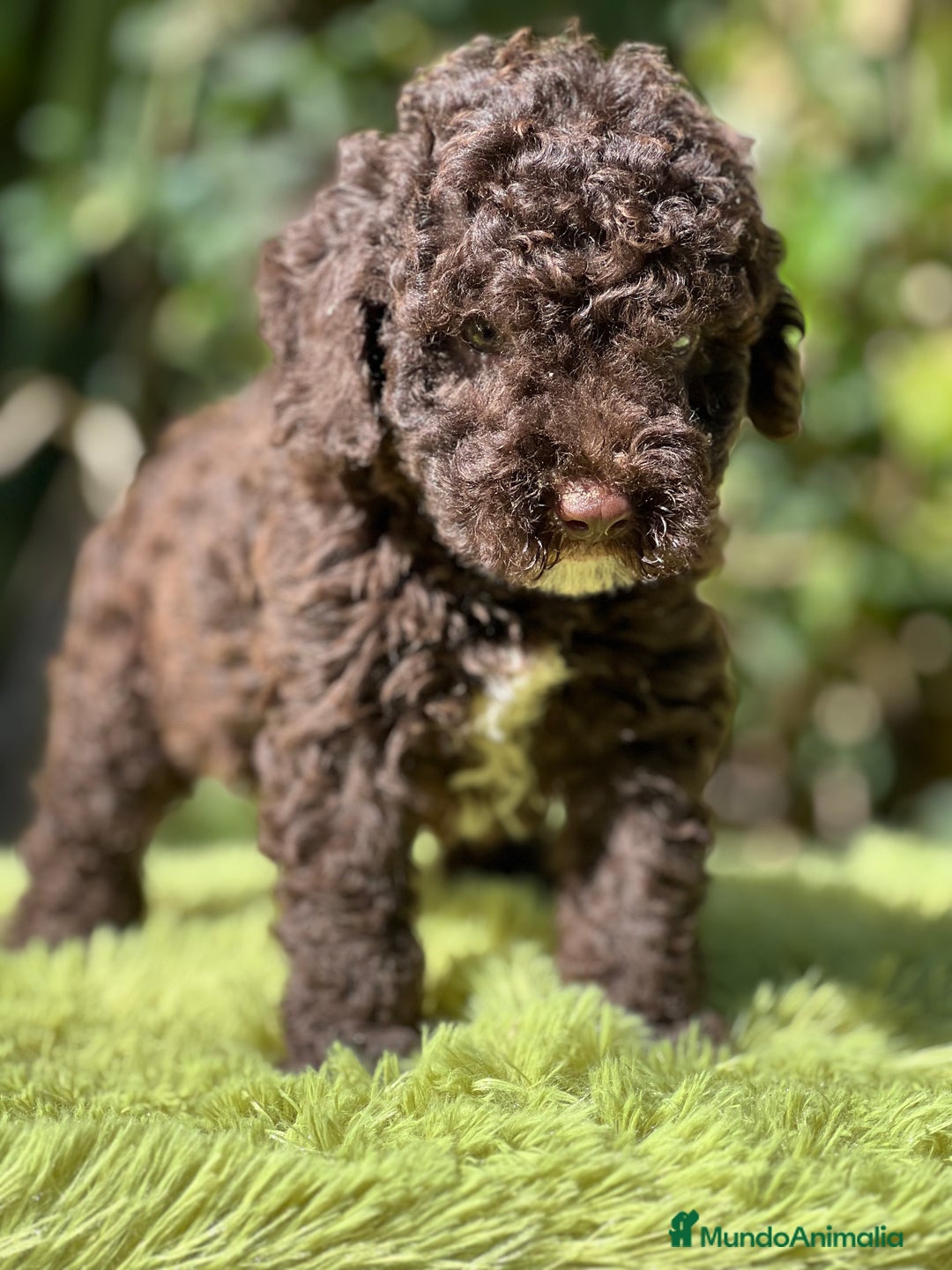 Perro de Agua Español perros en venta: Perro de Agua chocolate  - Imagen 3