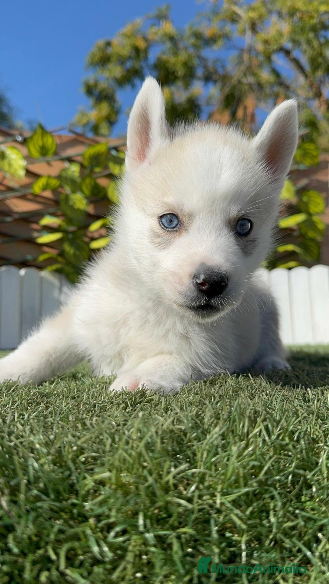 Husky Siberiano perros en venta: HUSKY  - Anuncio 8