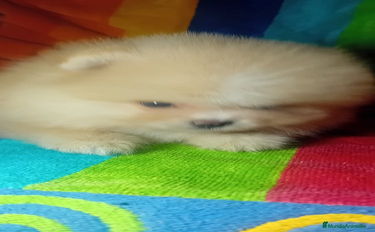 Pomerania perros - Anuncio 4