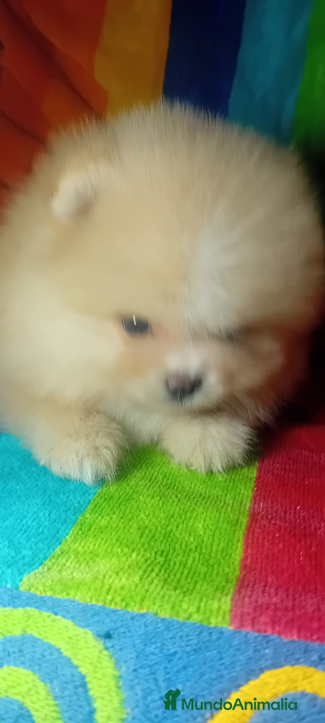Pomerania perros en venta: Preciosos cachorros de pomerania boo - Imagen 1