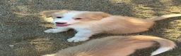 Border Collie perros en venta: BORDER COLLIE ROJO AUSTRALIANO  - Anuncio 5