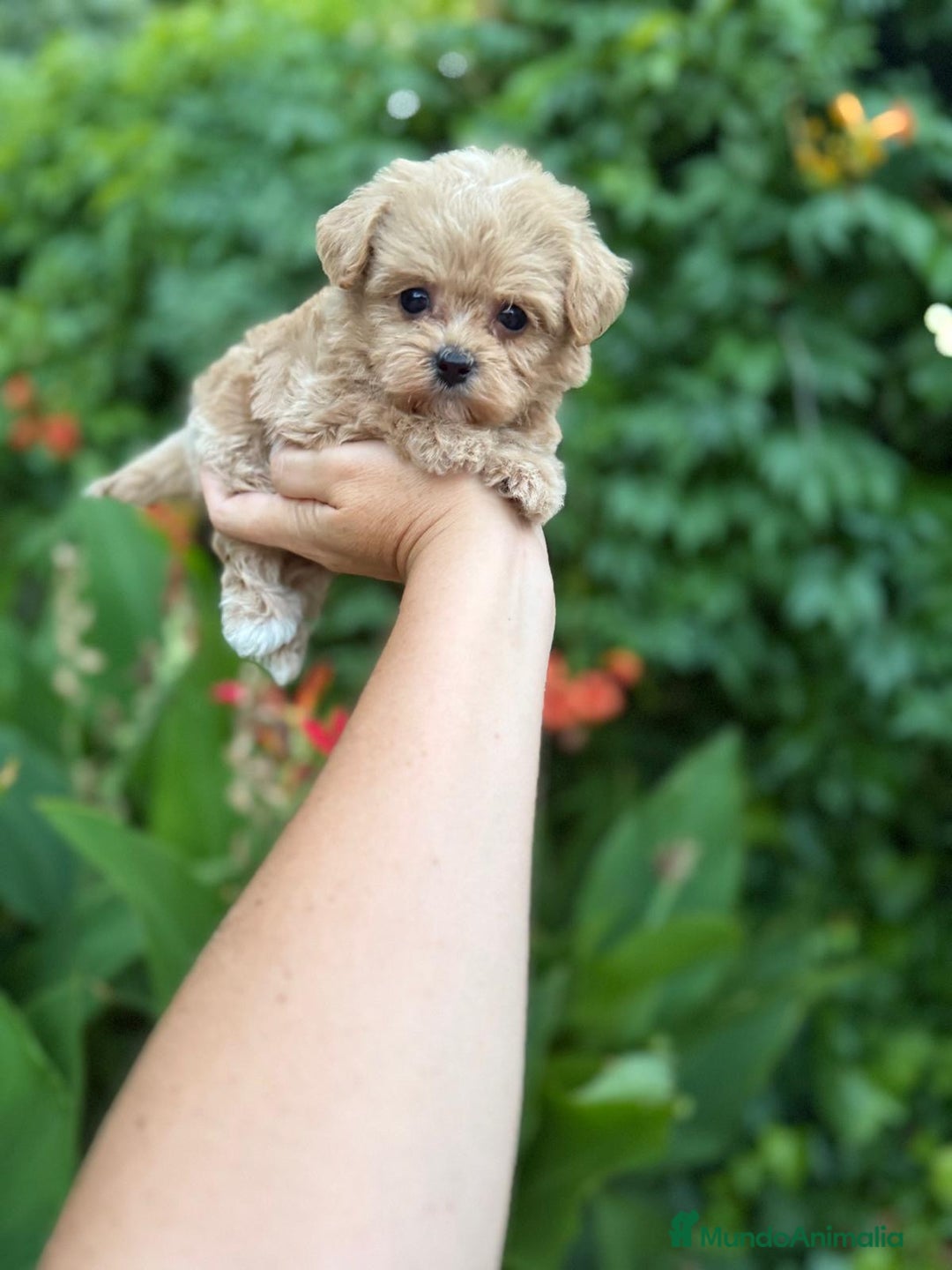 Maltipoo perros en venta: Maltipoo macho !!! - Imagen 7
