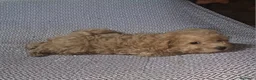 Caniche Toy perros en venta: Caniche enano/toy - Anuncio 6