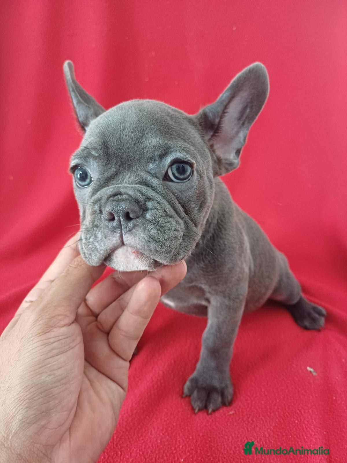 Bulldog Francés perros Bulldog Francés  - Anuncio 2