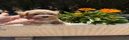 Maltipoo perros en venta: Maltipoo macho bicolor macho toy!!! - Anuncio 3