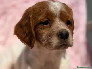 Épagneul Breton perros BRETON - Anuncio 2