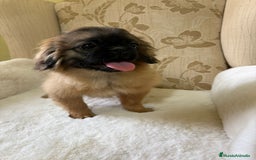 Pekinés perros en venta: Cachorros de Pekines Imperial hembras  - Imagen 2