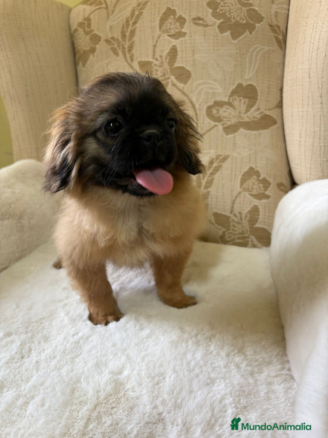 Pekinés perros en venta: Cachorros de Pekines Imperial hembras  - Imagen 2