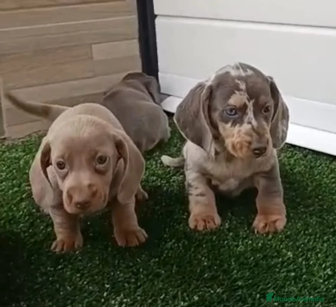 Teckel Miniatura perros en venta: TECKEL MACHO - Anuncio 5