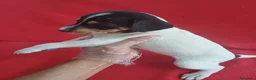 Ratonero Bodeguero Andaluz perros en venta: Bodeguero Andaluz  - Anuncio 2