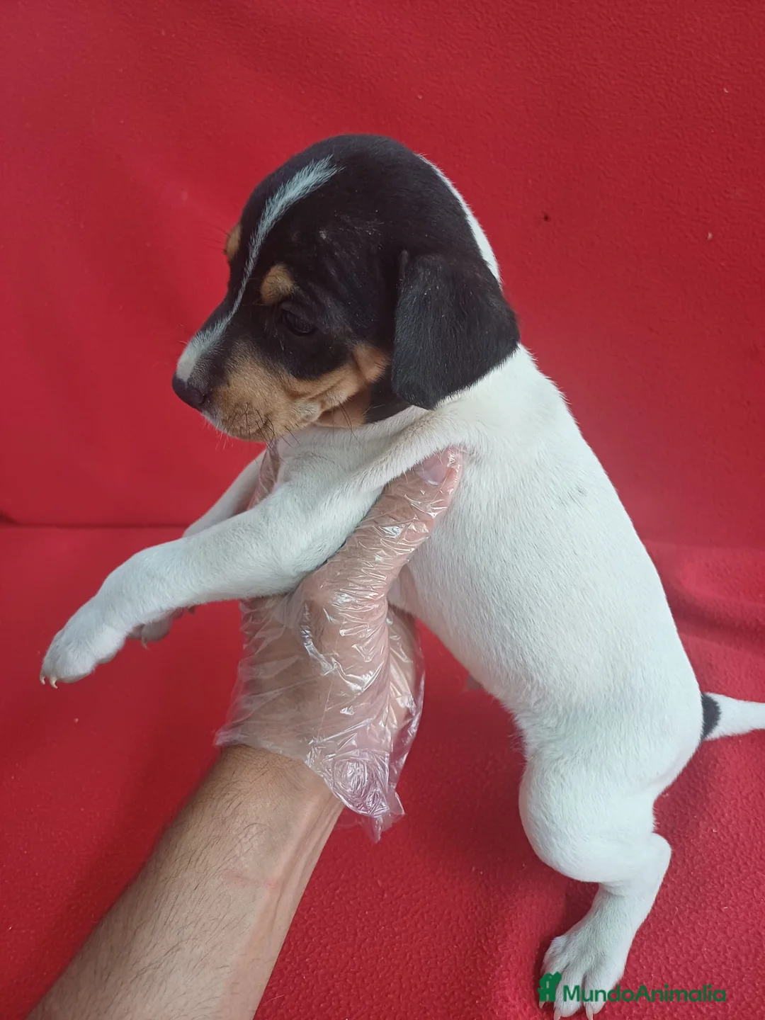 Ratonero Bodeguero Andaluz perros en venta: Bodeguero Andaluz  - Anuncio 2