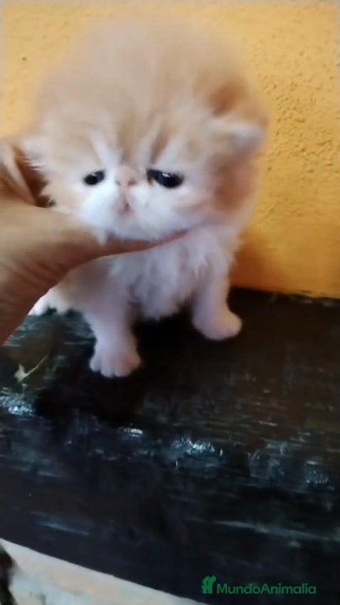 Persa gatos Macho Persa Puro - Anuncio 2