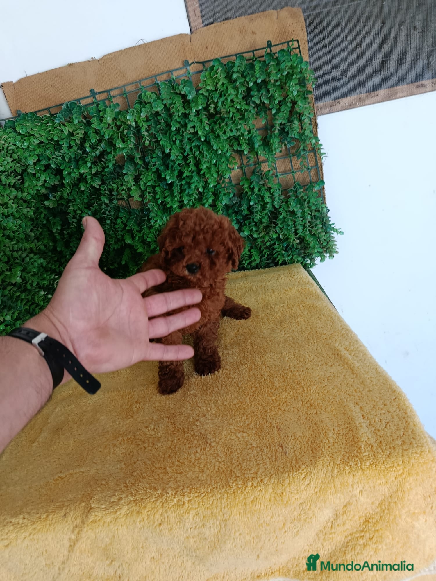 Caniche Toy perros PRECIOSOS CANICHE  ROJO LINEA ASIÁTICO  - Anuncio 1