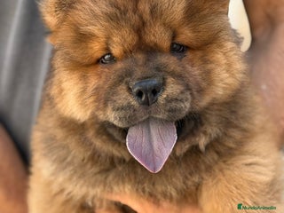 Chow Chow perros - Anuncio 2