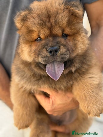 Chow Chow perros - Anuncio 2