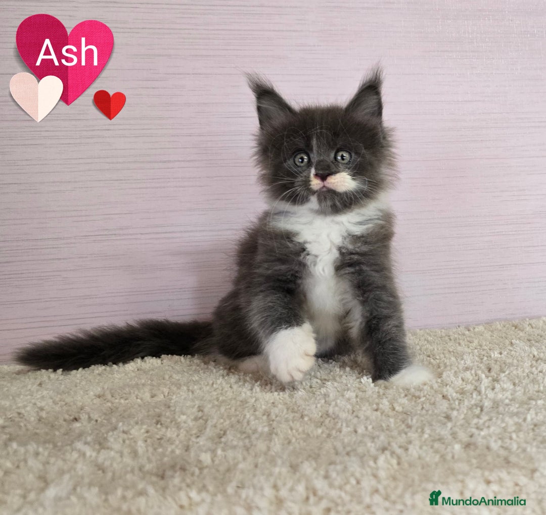 Maine Coon gatos en venta: Gatitos maine coon - Imagen 1