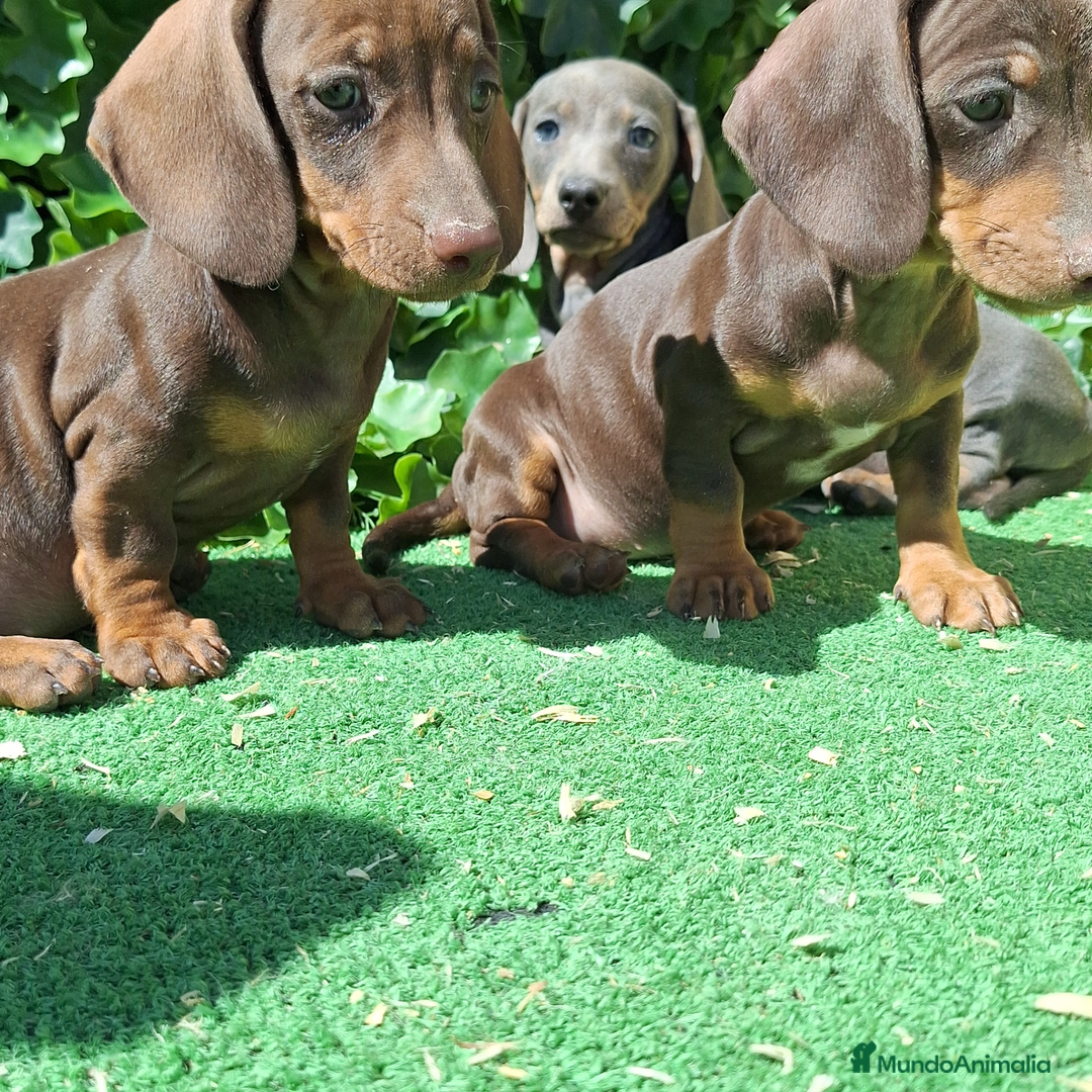 Teckel Miniatura perros en venta: Teckel miniatura  - Anuncio 5