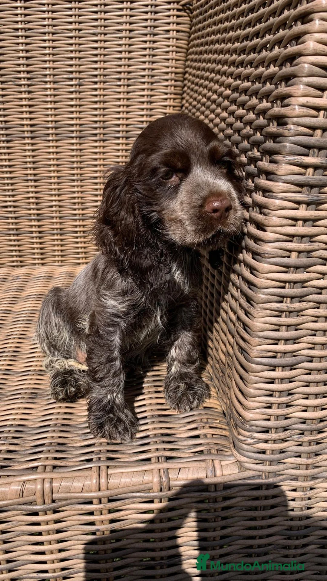 Cocker Spaniel Inglés perros en venta: Cocker Spaniel en Illes Balears - Anuncio 2