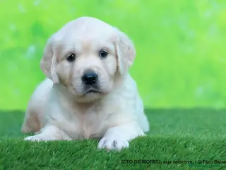 Golden Retriever perros Golden Retriever - Anuncio 1