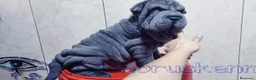 Shar Pei perros en venta: ‼️‼️Preciosa camada de minipeis  - Anuncio 1