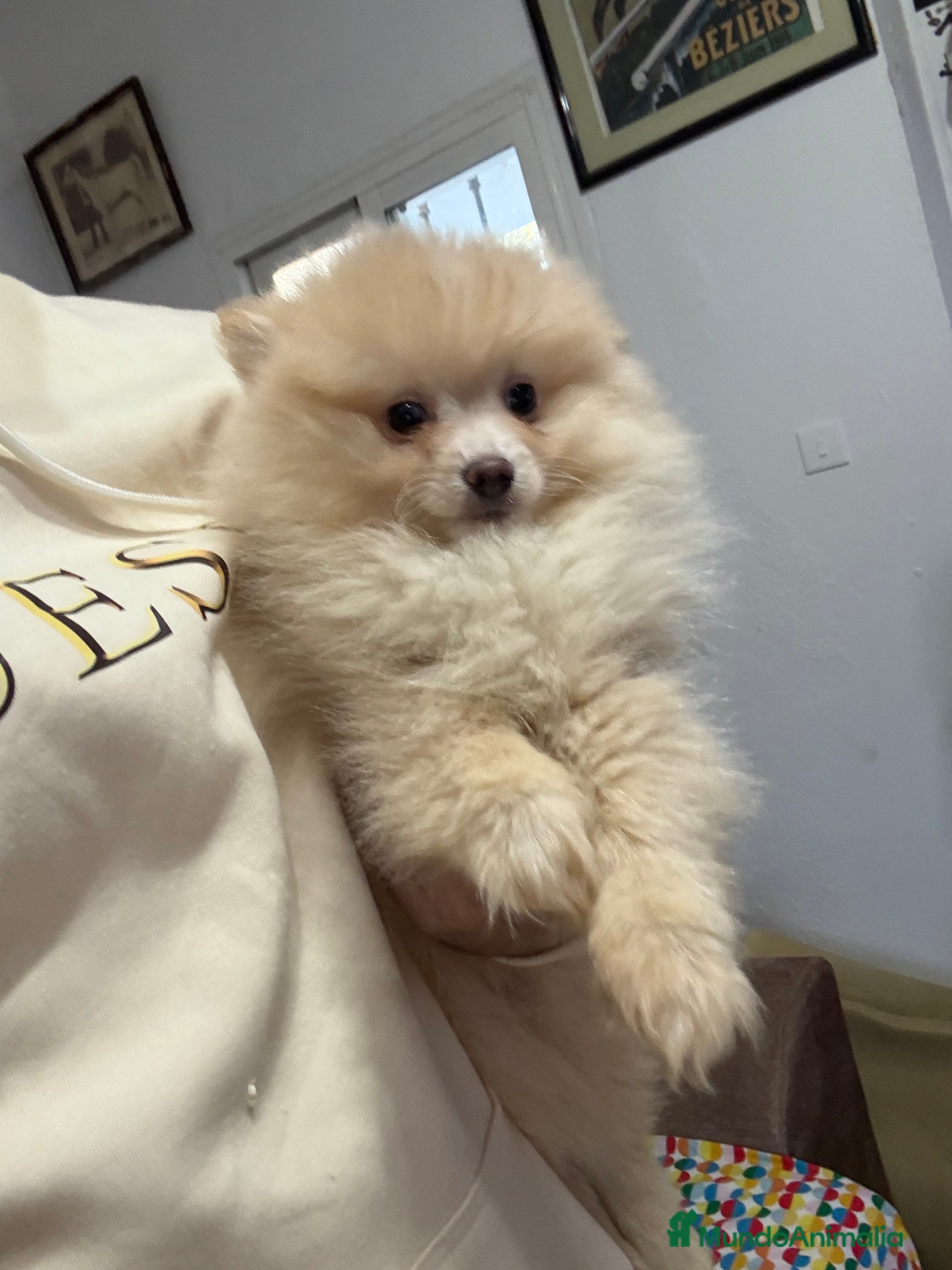 Pomerania perros Hembritas de Pomerania  - Anuncio 1