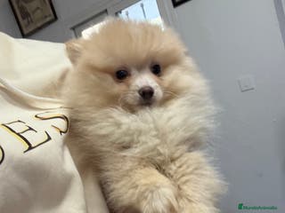 Pomerania perros Hembritas de Pomerania - Anuncio 1