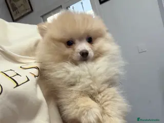 Pomerania perros Hembritas de Pomerania - Anuncio 28