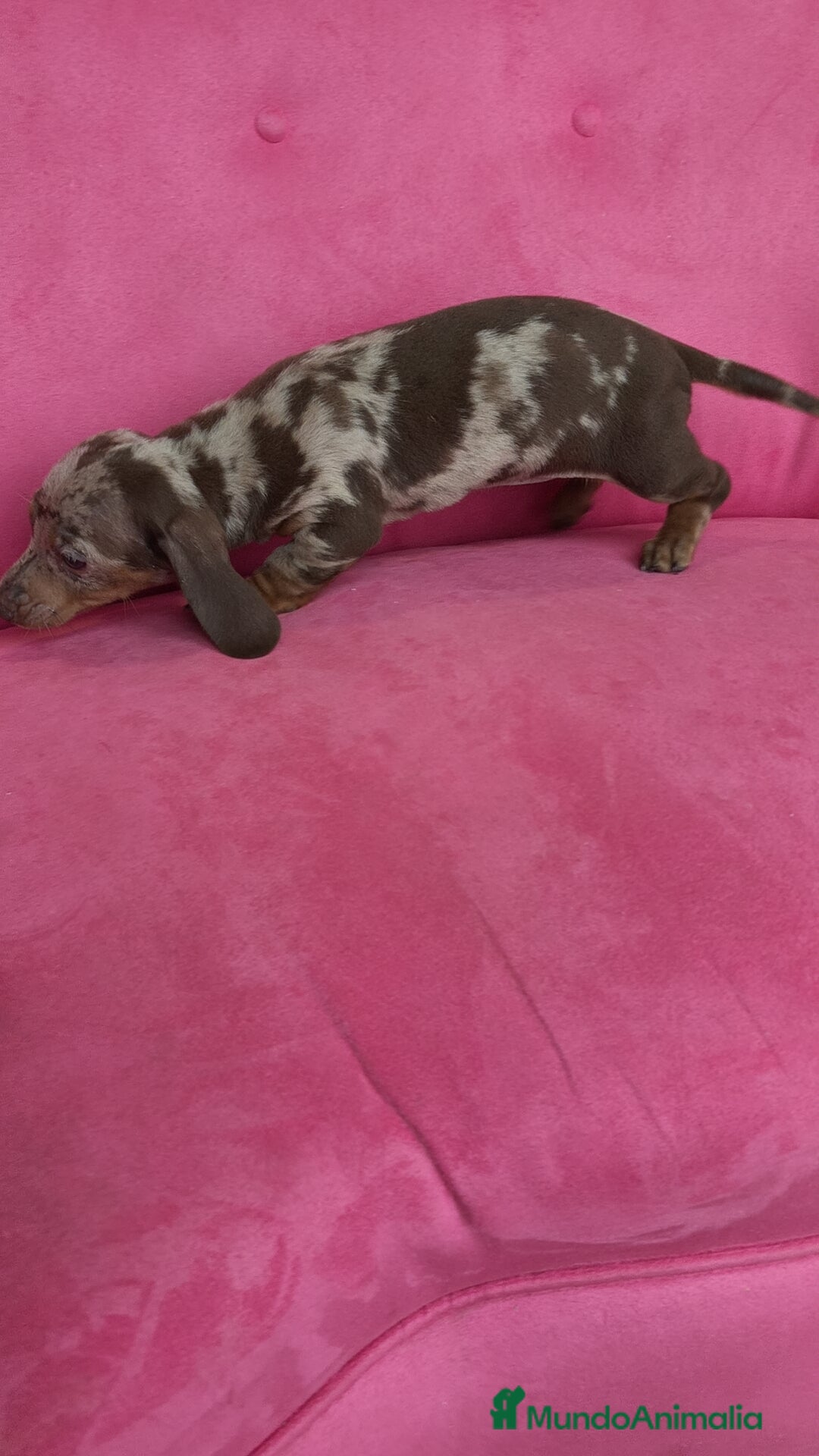 Teckel Miniatura perros en venta: Teckel mini arlequín ♂️♀️ - Anuncio 4