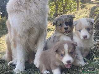 Border Collie perros Cachorros de Border collie - Anuncio 13