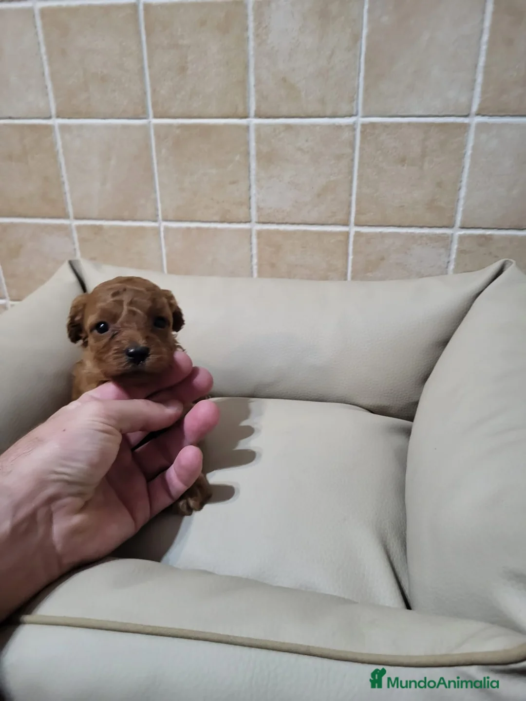 Raza Mixta perros en venta: Caniches  - Anuncio 4