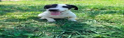 Jack Russell Terrier perros en venta: Jack Russell Terrier  - Anuncio 5