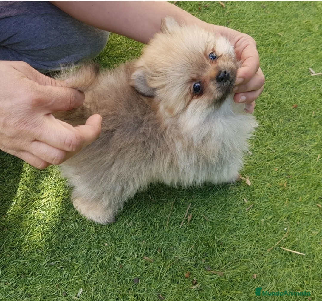 Pomerania perros en venta: Pomerania Mini Macho - Anuncio 1