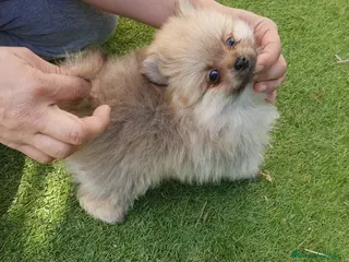 Pomerania perros Pomerania Mini Macho - Anuncio 28
