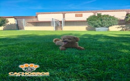 Caniche Toy perros en venta: Caniche rojo - Imagen 4