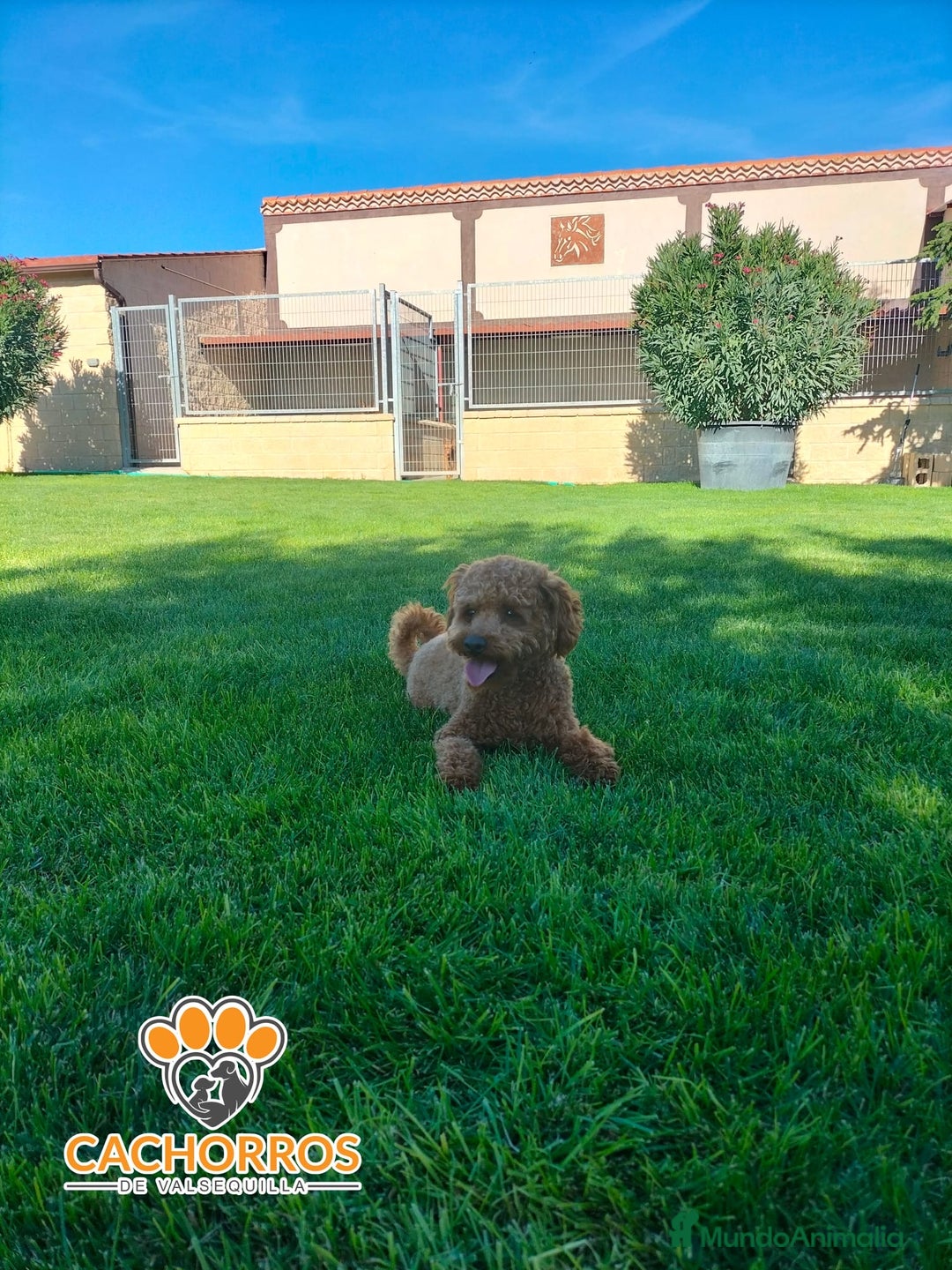 Caniche Toy perros en venta: Caniche rojo - Imagen 4