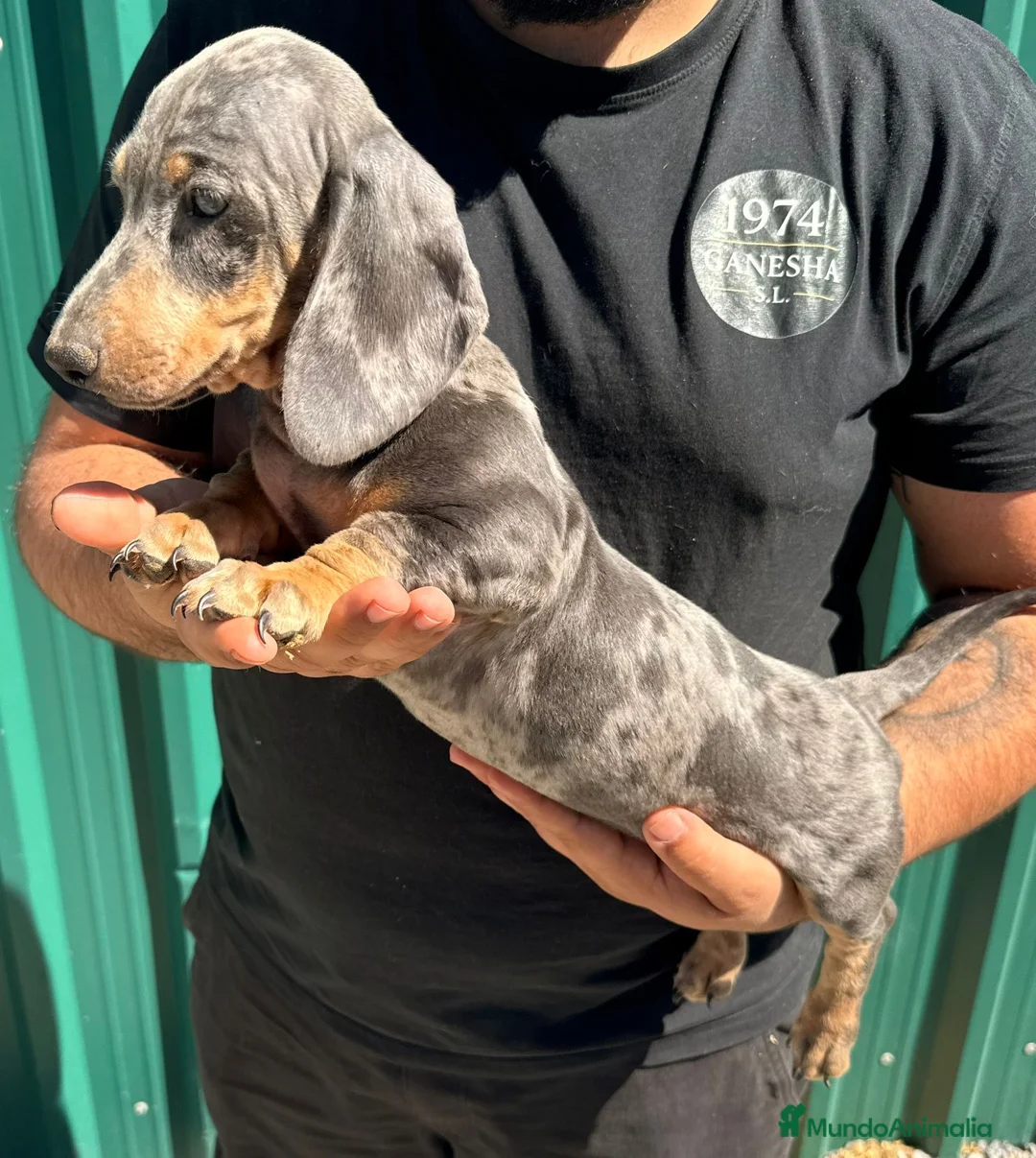 Teckel Miniatura perros en venta: Teckel miniatura - Anuncio 2