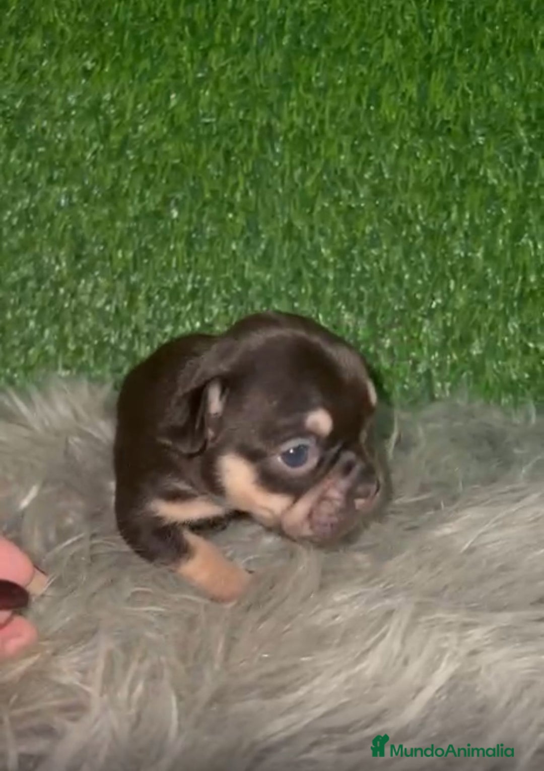 Bulldog Francés perros en venta: BULLDOG EXÓTICO CHOCOLATE TAN - Anuncio 3