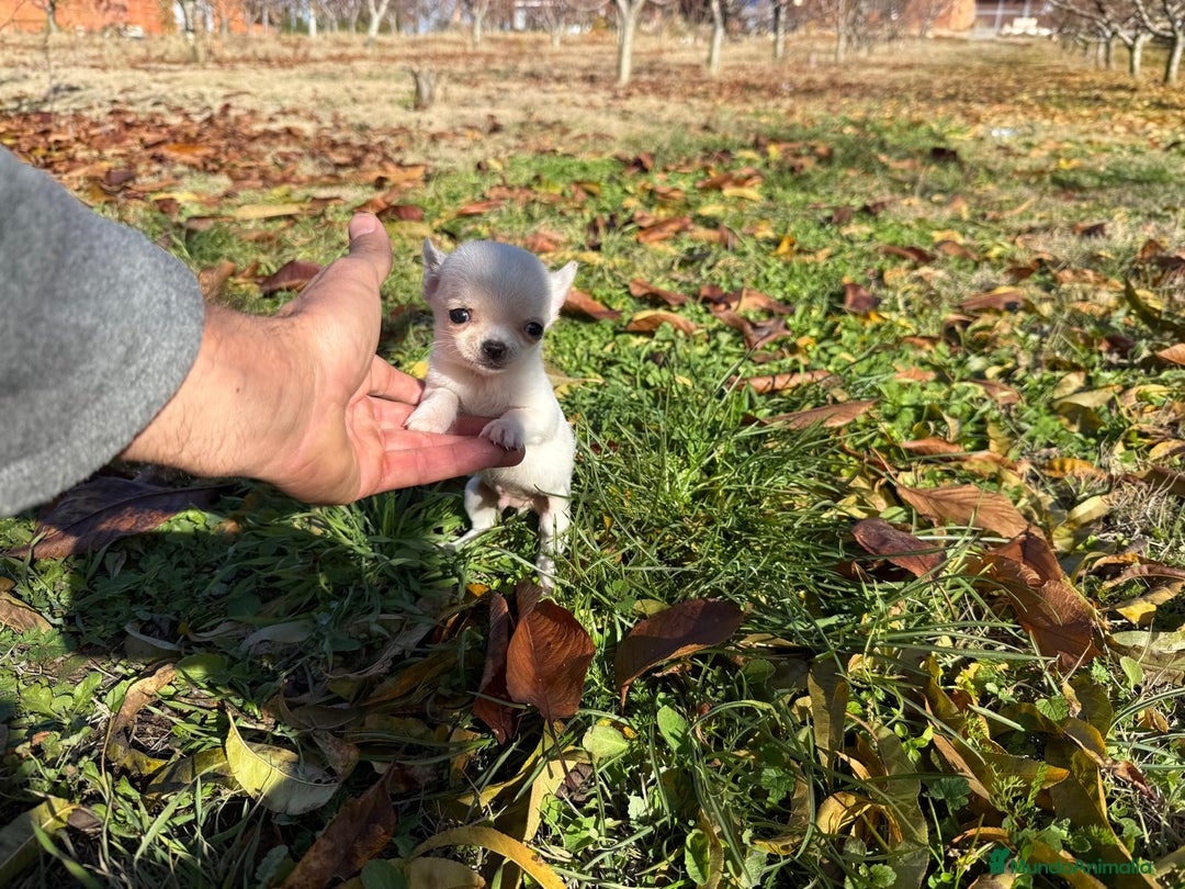 Chihuahua perros en venta: Chihuahua micro toy macho  - Anuncio 6