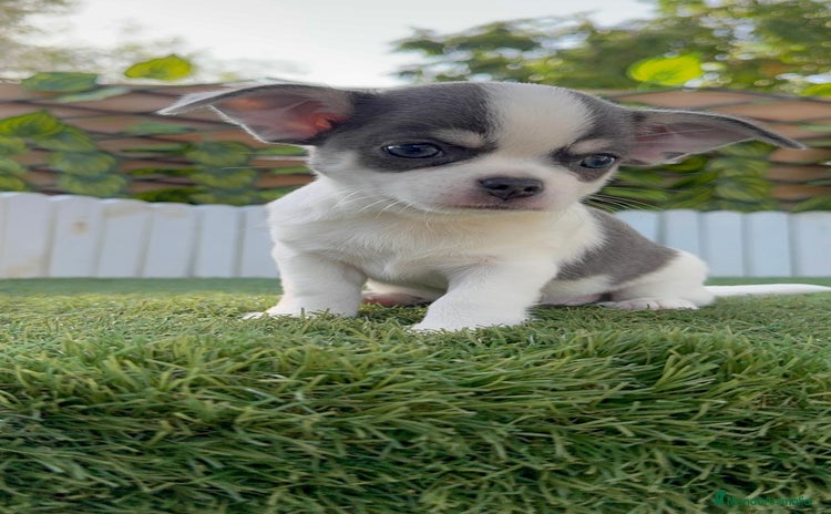 Chihuahua perros - Propaganda 1