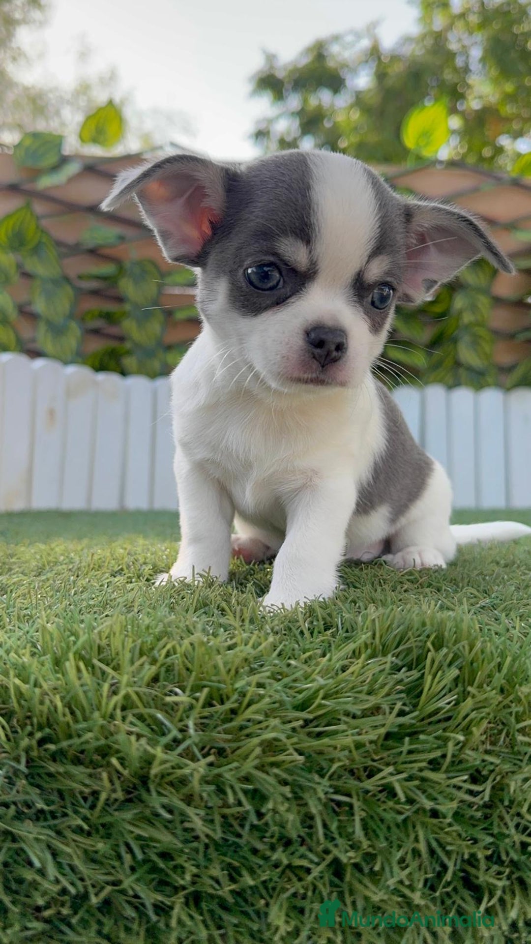 Chihuahua perros en venta: CHIHUAHUA MACHO DISPONIBLE - Imagen 1