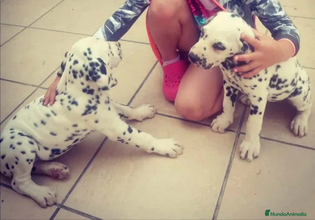 Dálmata perros en venta: Dálmatas  - Anuncio 2