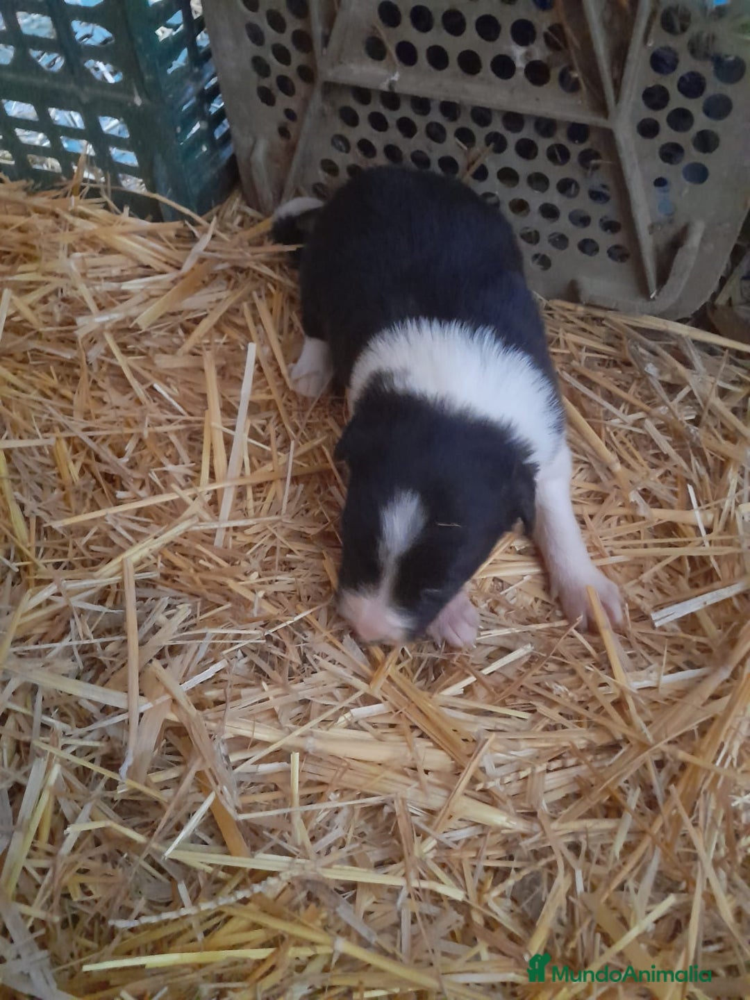 Border Collie perros en venta: Border collie - Anuncio 11