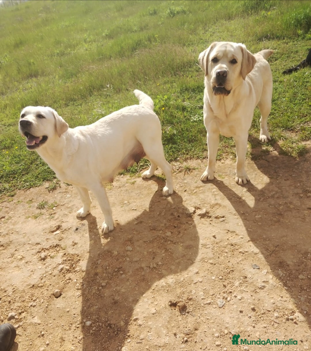 Labrador Retriever perros en venta: Labrador  - Anuncio 4